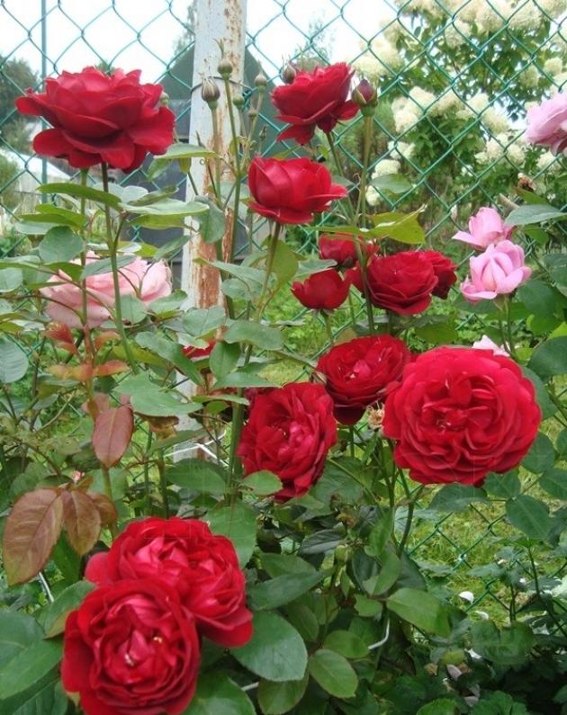 Роза Каприция Ренессанс 5