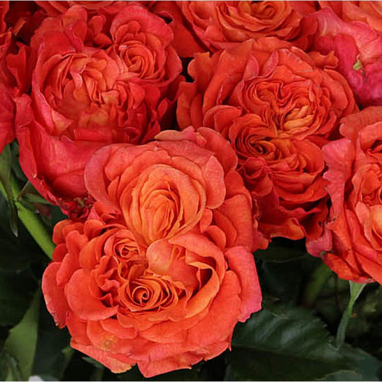 Роза Карабелла