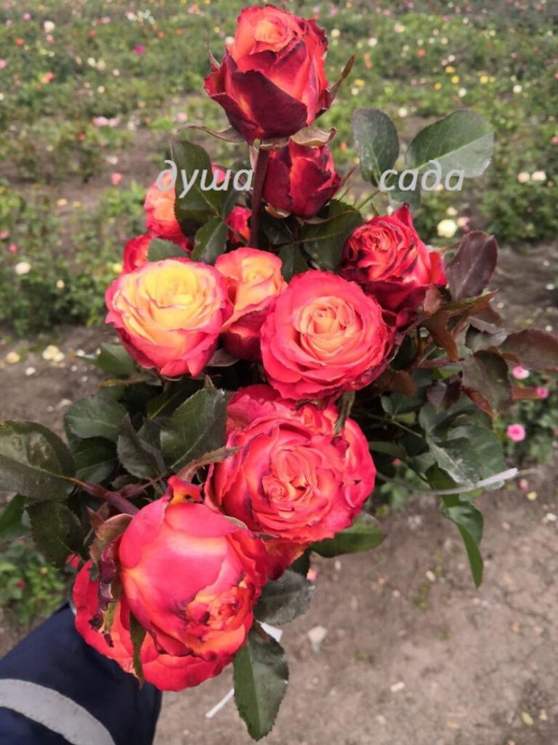 Роза Карабелла 2