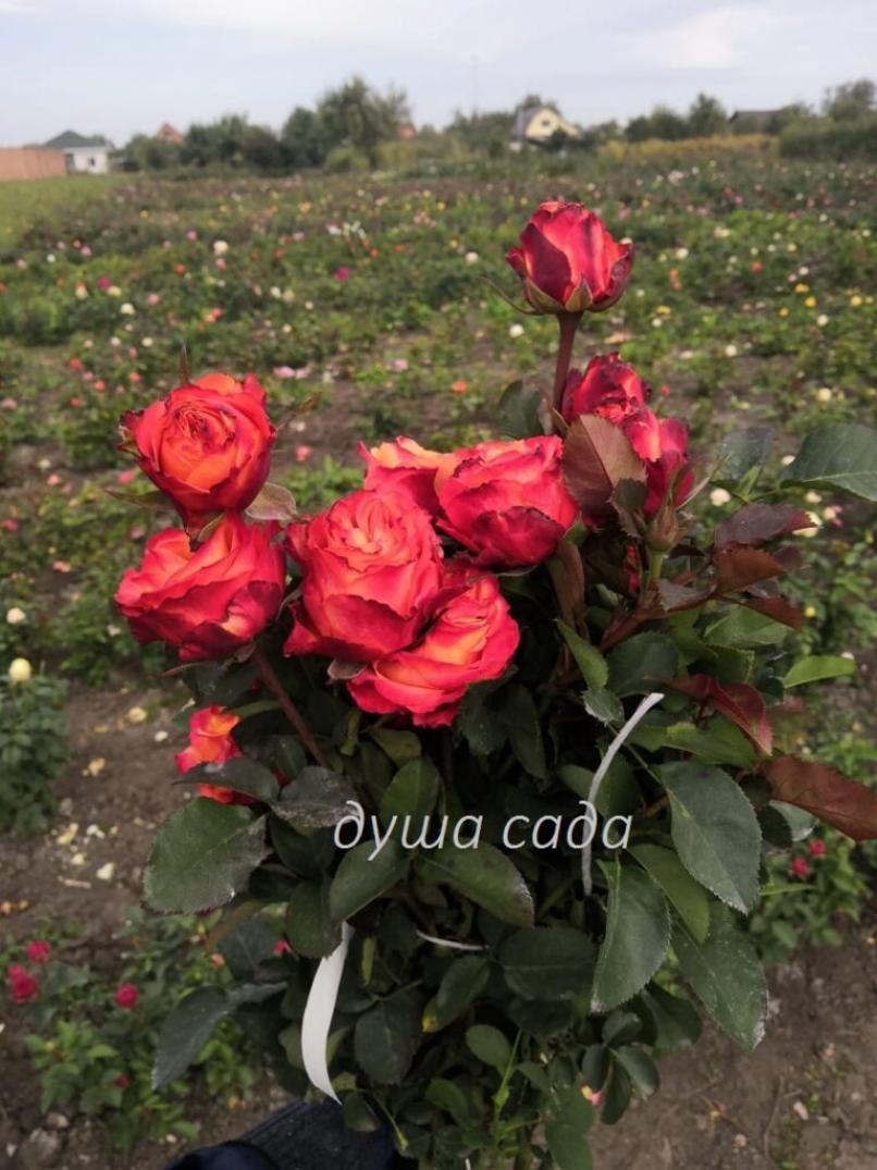 Роза Карабелла 3