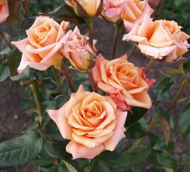 Роза Карамба 2