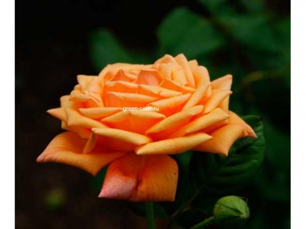 Роза Карамба 3