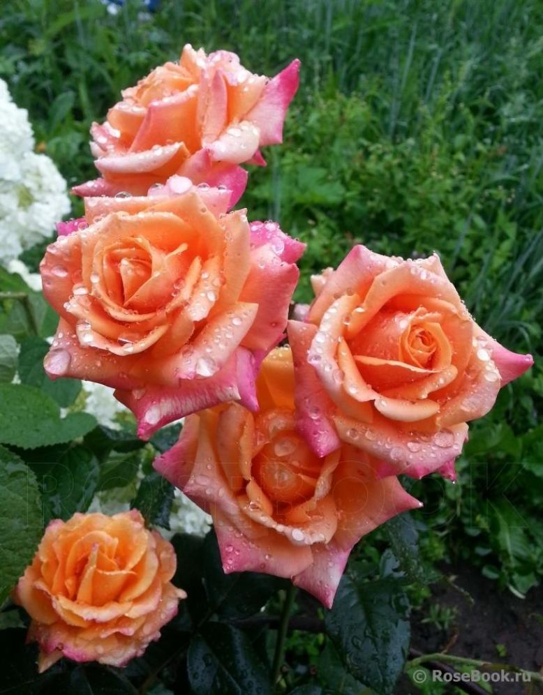 Роза Карамба 4