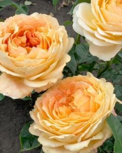 Роза Карамель Антик