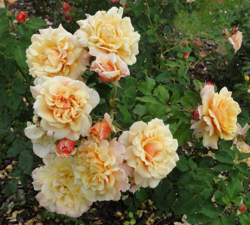 Роза Карамелла 6