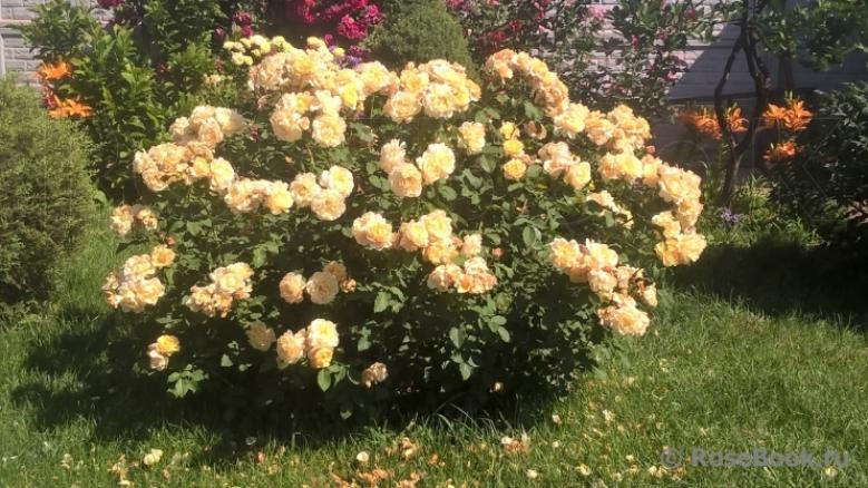 Роза Карамелла 7