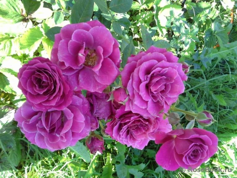 Роза Карат 2