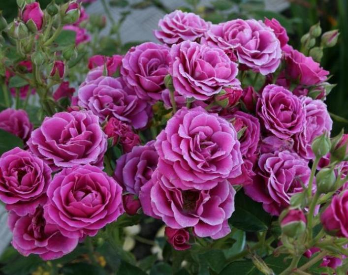 Роза Карат 3