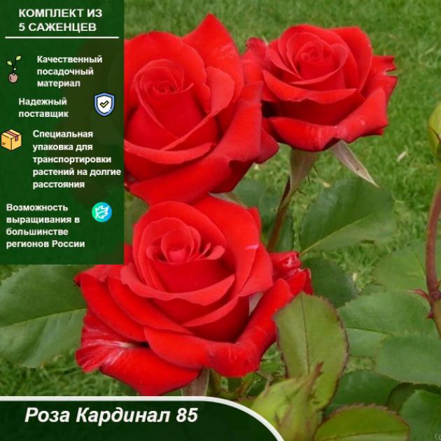 Роза Кардинал 85
