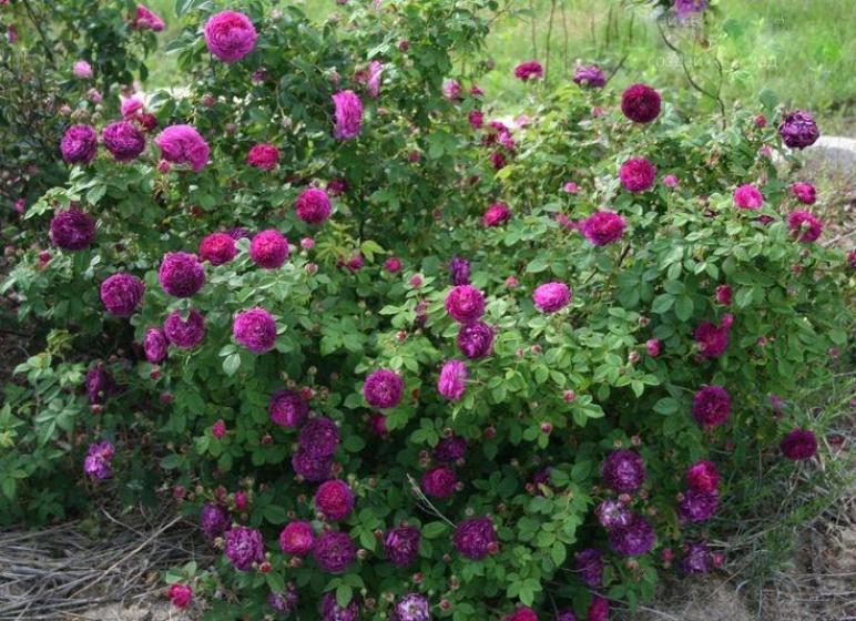 Роза Кардинал де Ришелье 2