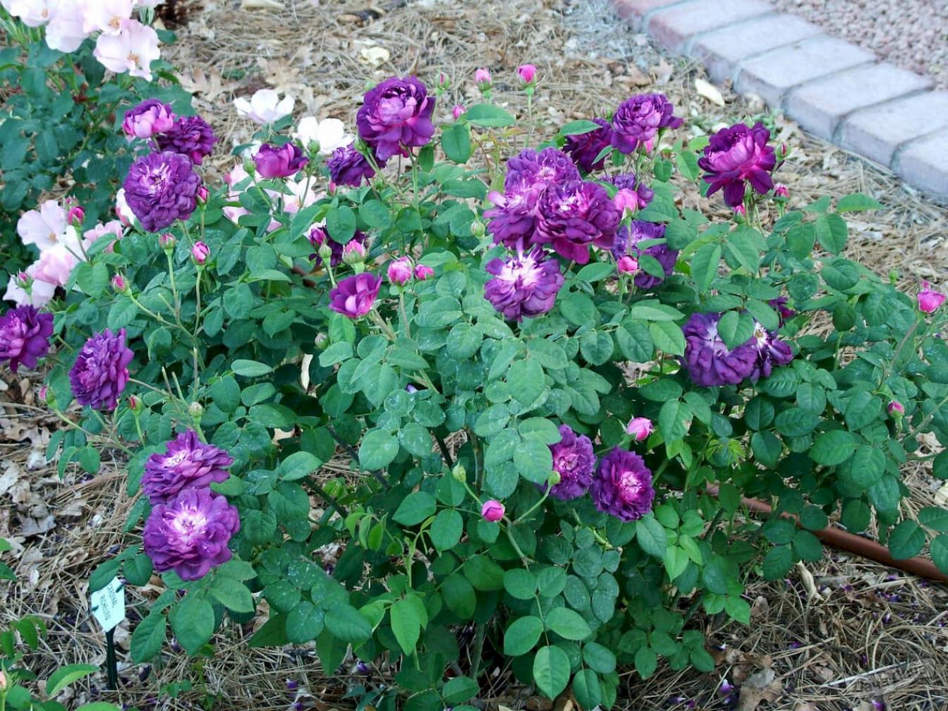 Роза Кардинал де Ришелье 3