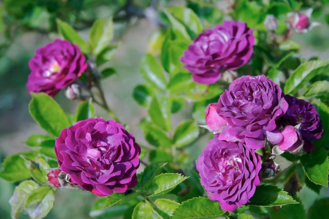 Роза Кардинал де Ришелье 4