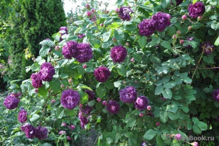 Роза Кардинал де Ришелье 5