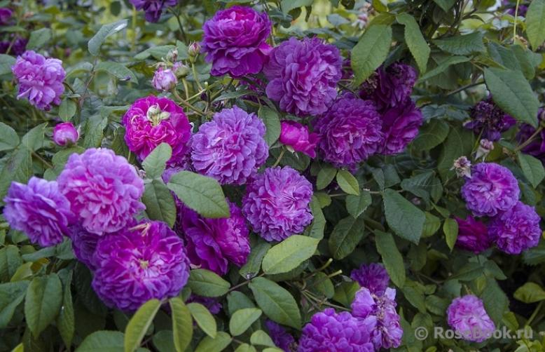 Роза Кардинал де Ришелье 6