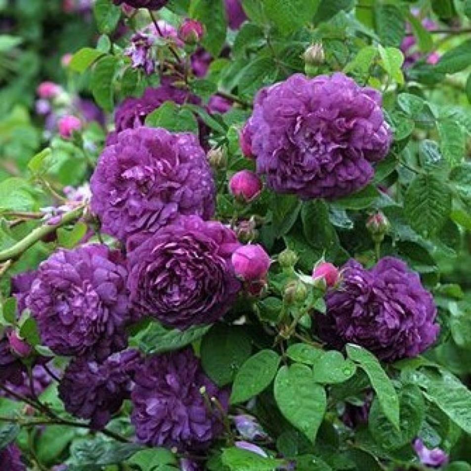 Роза Кардинал де Ришелье