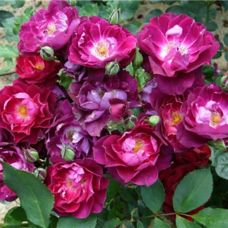 Роза Кардинал Хьюм 3