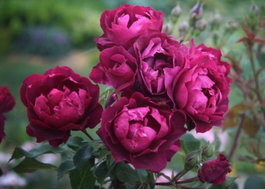 Роза Кардинал Хьюм 4