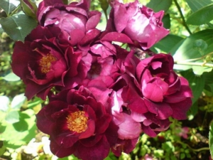 Роза Кардинал Хьюм