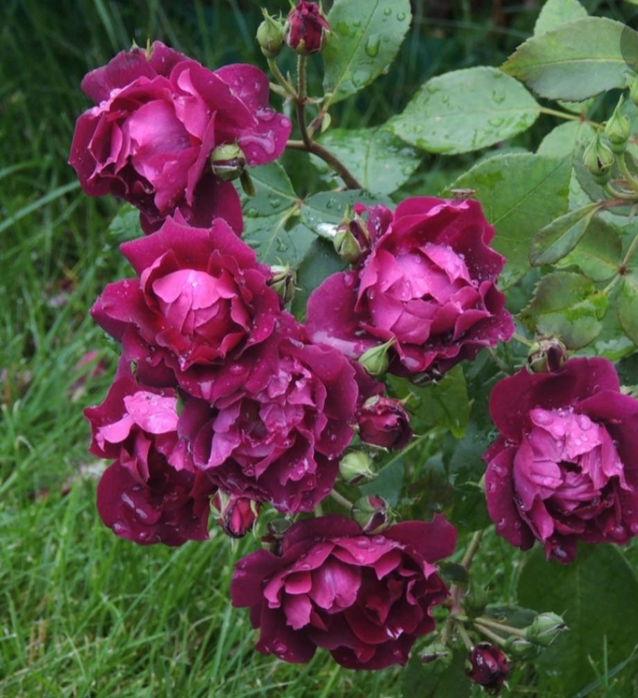 Роза Кардинал Хьюм 5