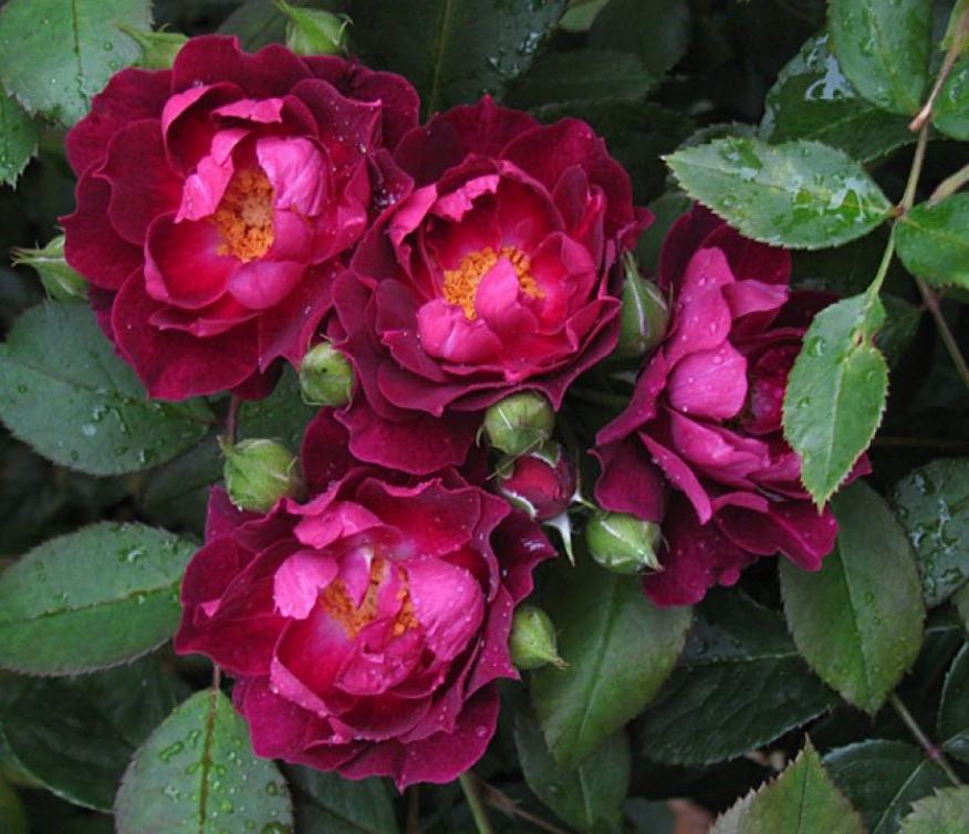 Роза Кардинал Хьюм 6