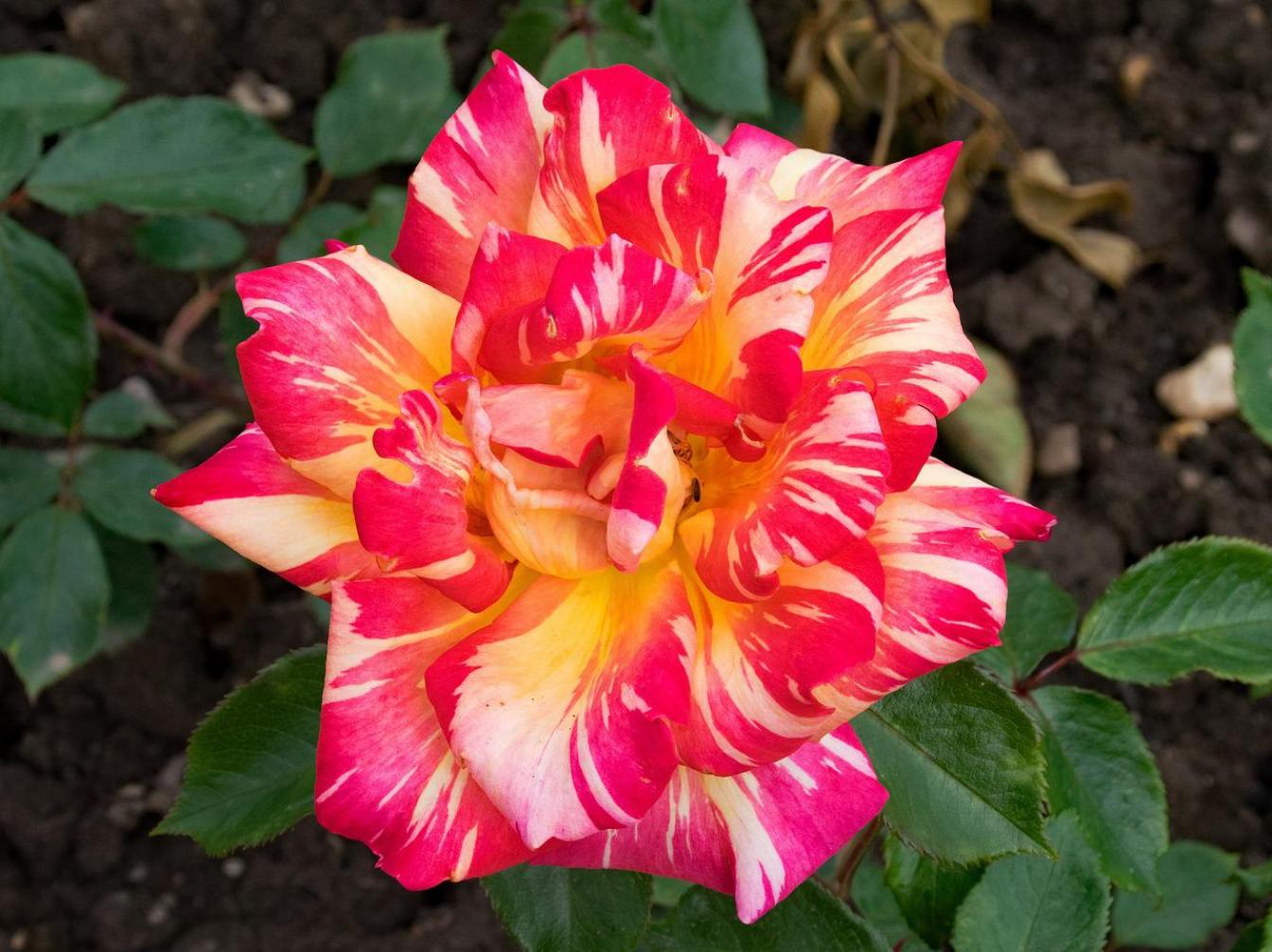 Роза Карибия 5