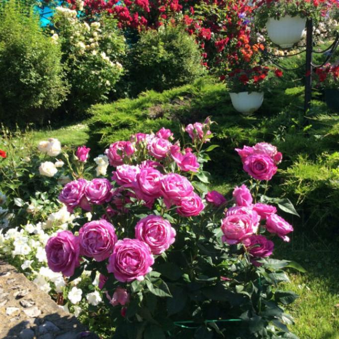 Роза Кармен Вюрт 2