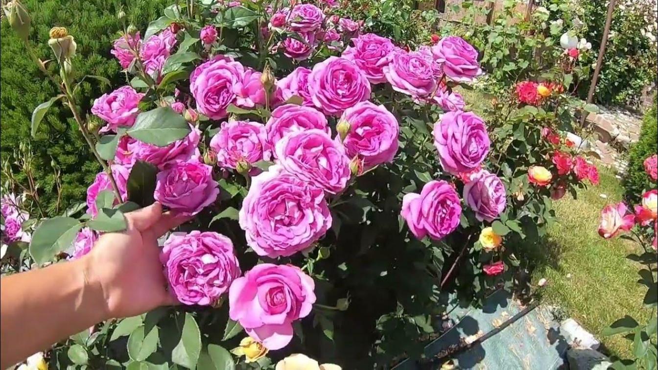 Роза Кармен Вюрт 3