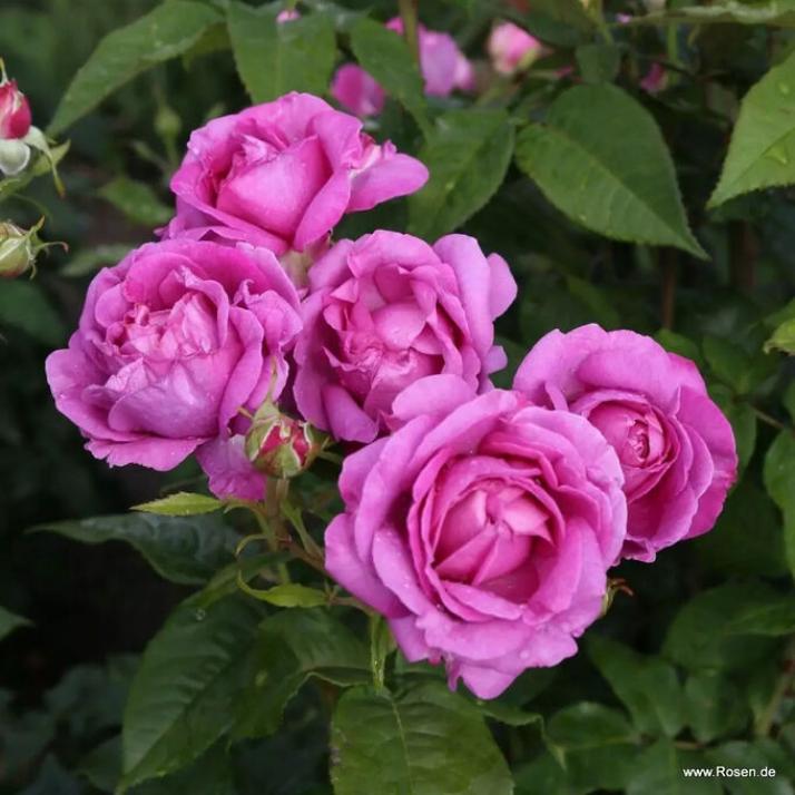 Роза Кармен Вюрт 4