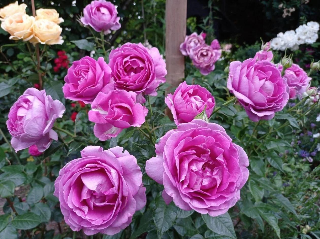 Роза Кармен Вюрт 5