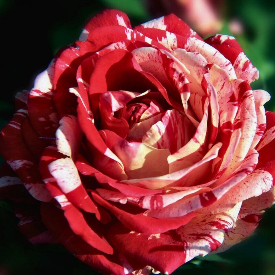 Роза Карнавал 2