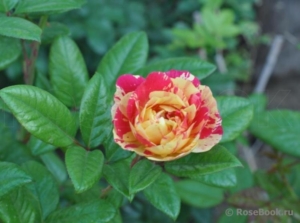 Роза Карнавал