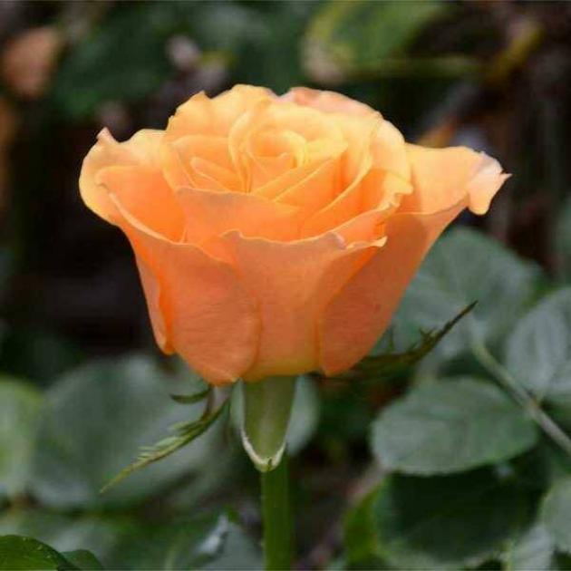 Роза Карпе Дием 3