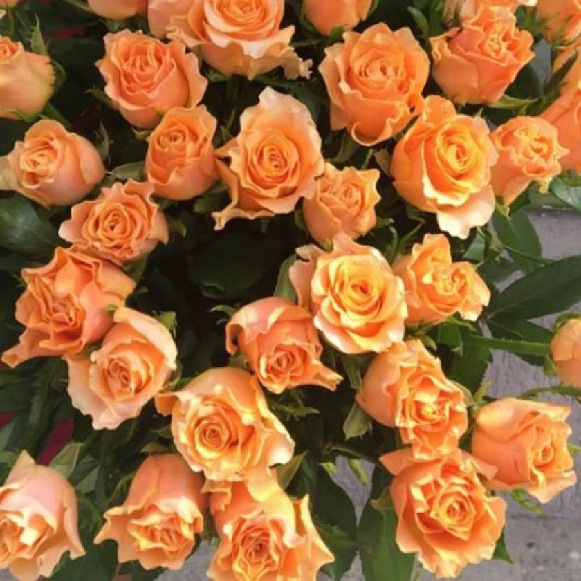 Роза Карпе Дием 4