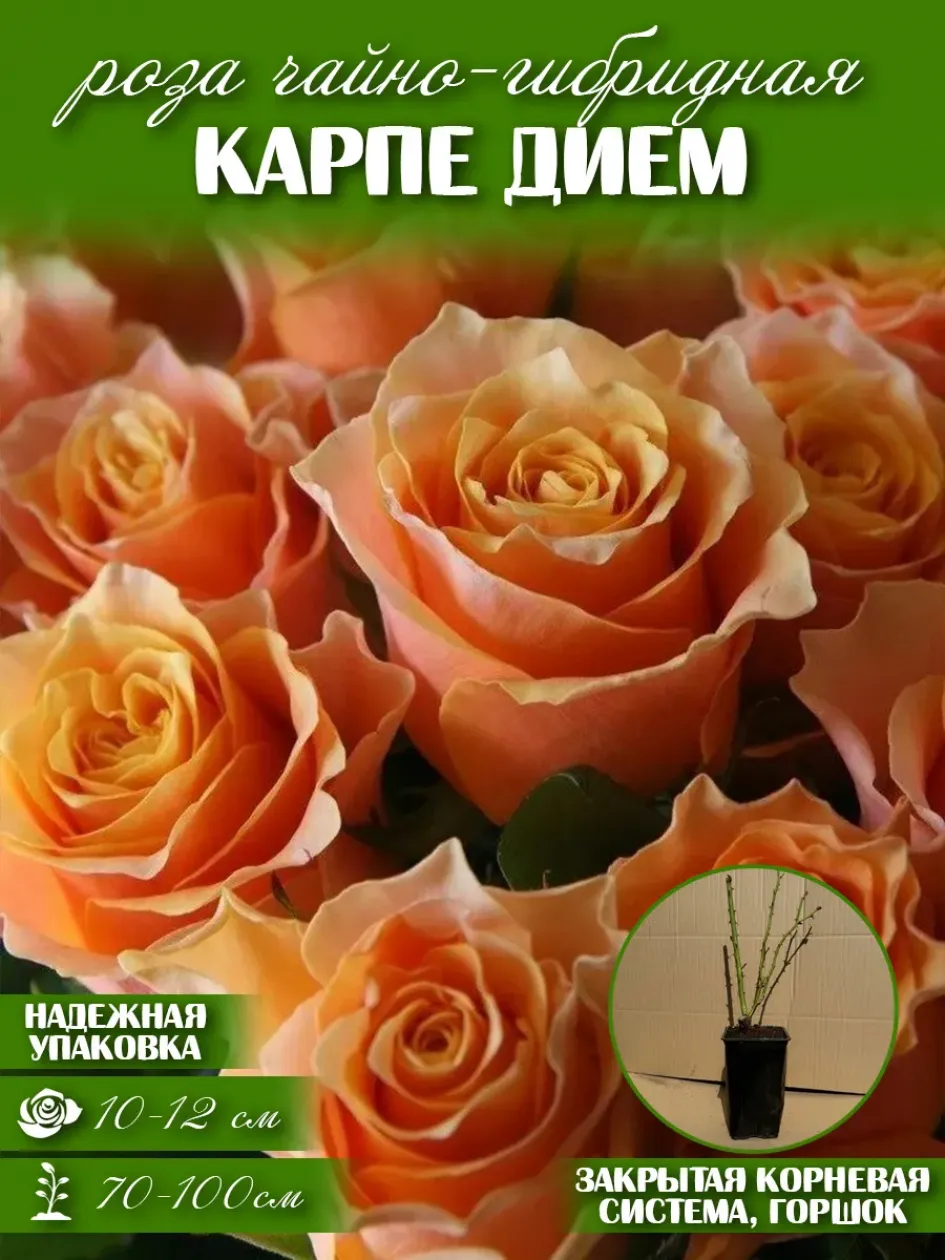 Роза Карпе Дием