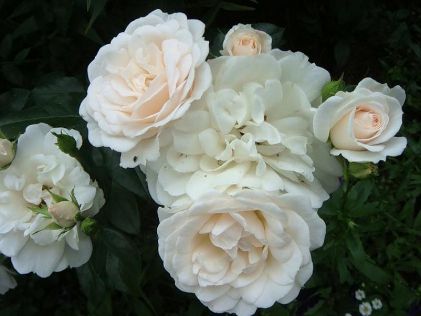 Роза Карт Бланш 3