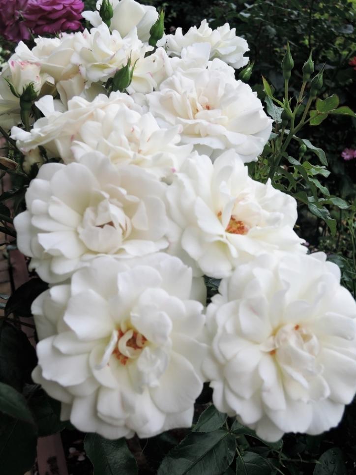 Роза Карт Бланш 4