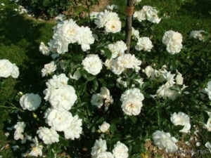 Роза Карт Бланш