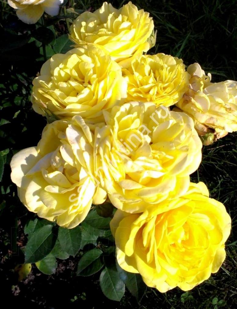 Роза Карт ДОр 3