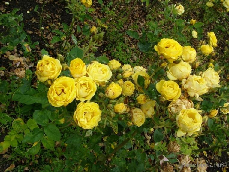 Роза Карт ДОр 5