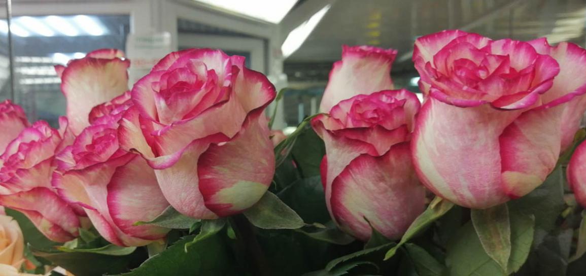 Роза Карусель 2