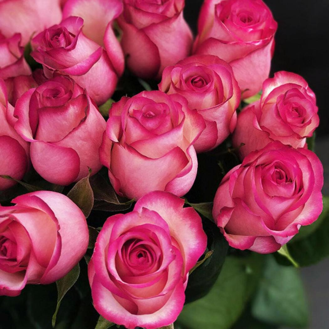 Роза Карусель 3