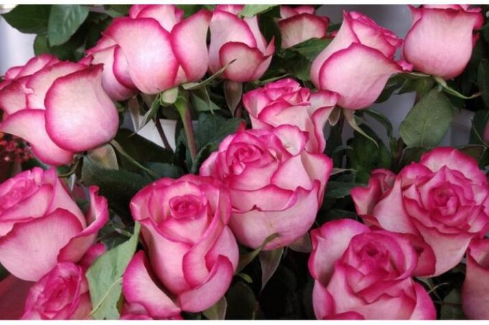 Роза Карусель 4