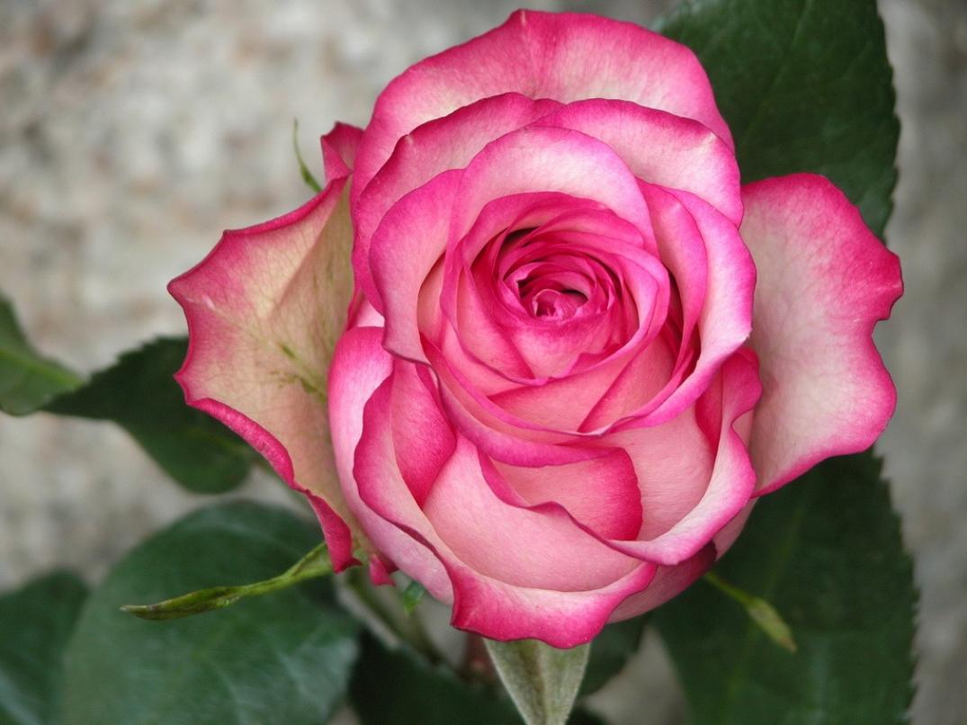 Роза Карусель 5