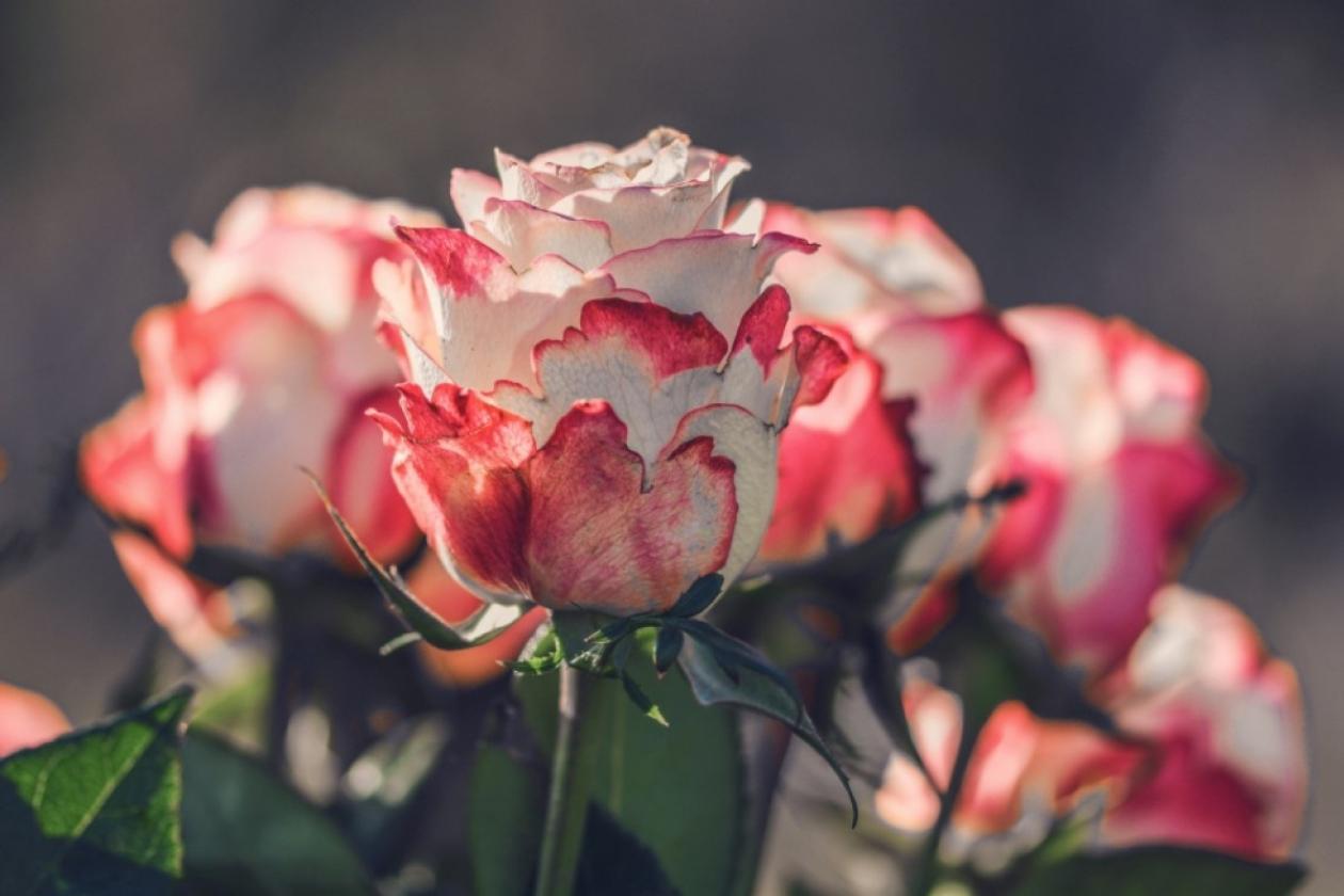 Роза Карусель