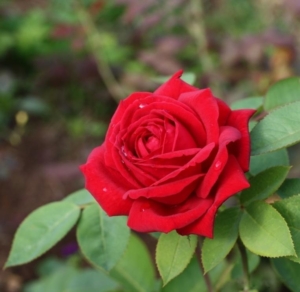 Роза Кашмир