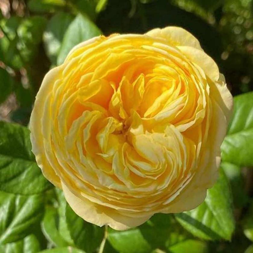 Роза Кассандра