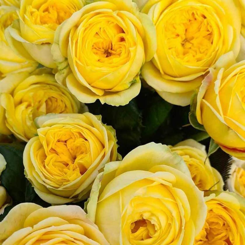 Роза Кассандра 2