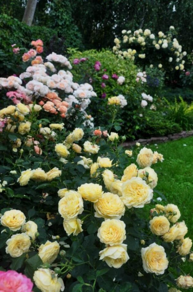 Роза Касто Гомбер 2