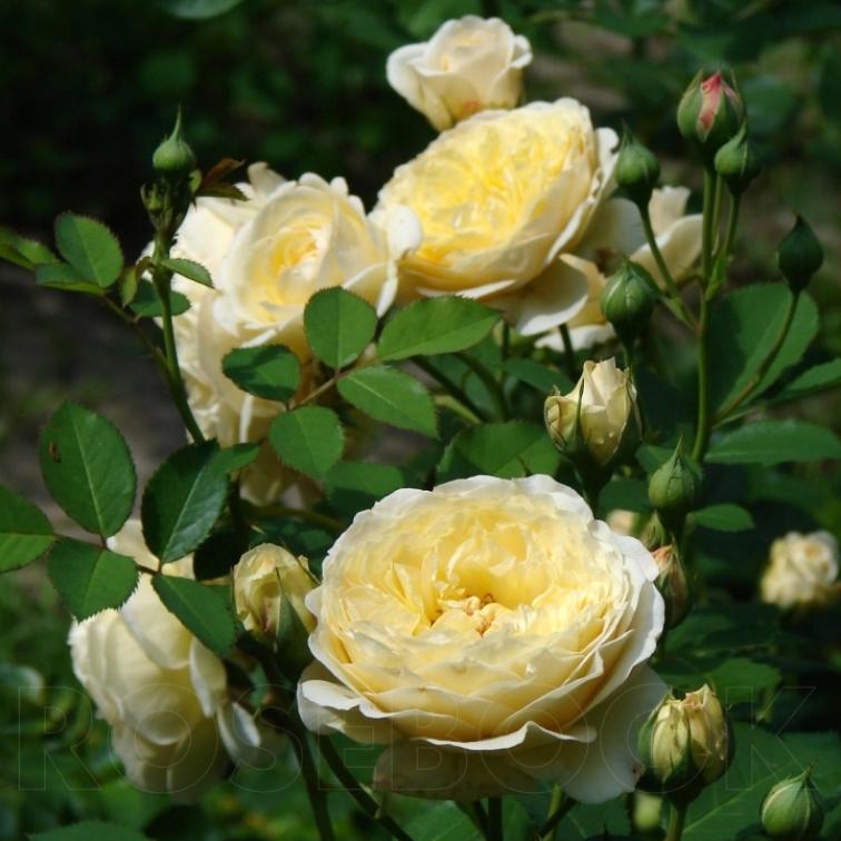 Роза Касто Гомбер 3