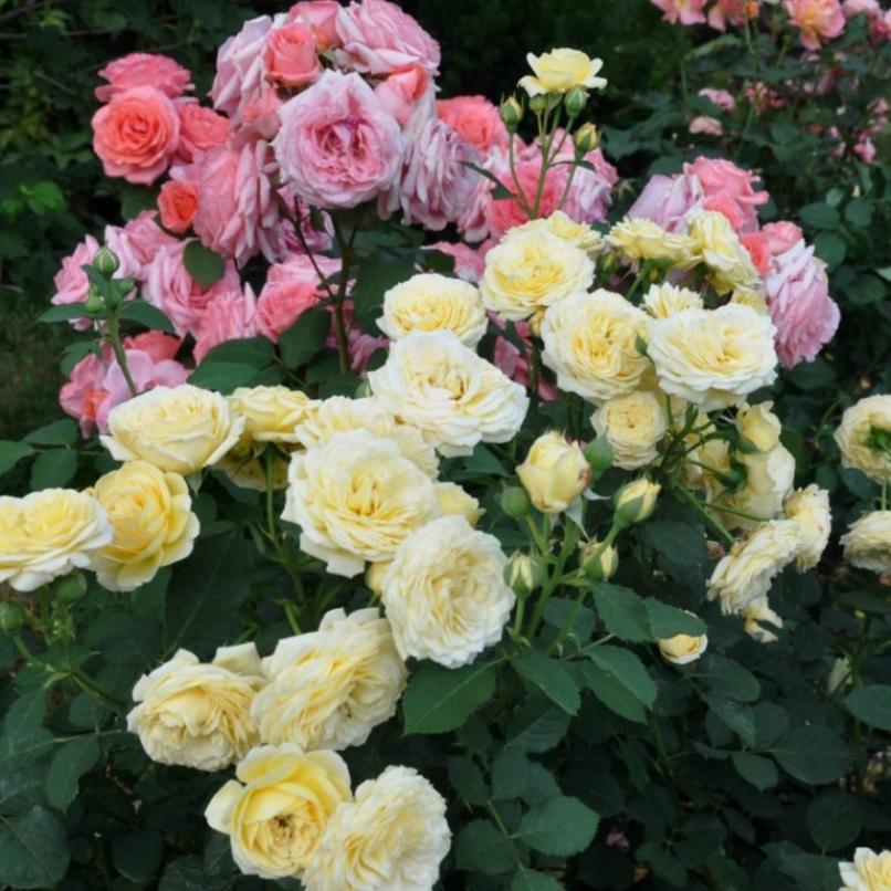 Роза Касто Гомбер 4